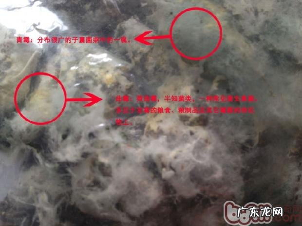 会要小宠物命的黄曲霉菌