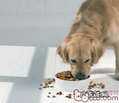 关心宠物饲料安全性，挑选天然狗粮的原因