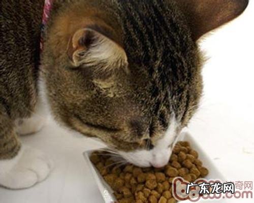 关心宠物饲料安全性，挑选天然狗粮的原因