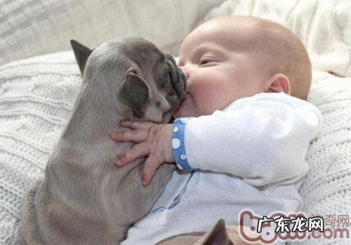 小狗为何能认知人的情绪