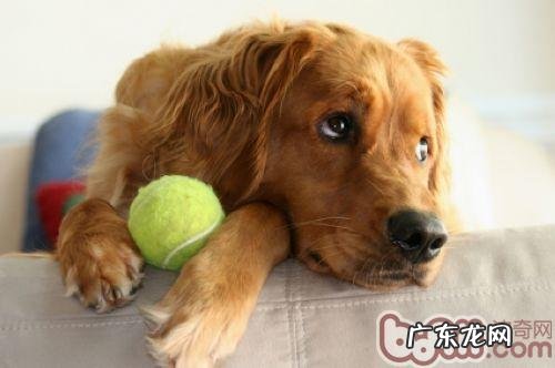 金毛狗狗有白屑该怎么办