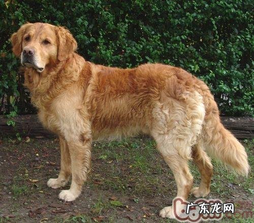 喂养金毛是雄的好還是雌的好