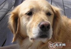 金毛种类是怎么来的