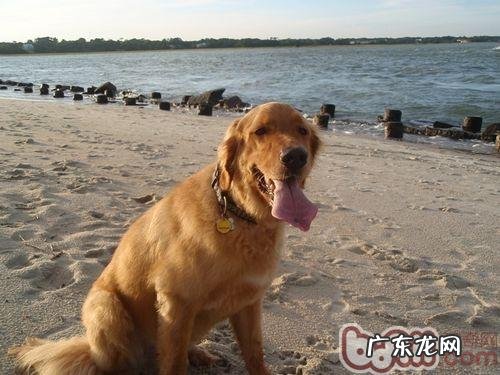 带上金毛乘飞机有哪些规定