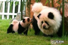 为小狗上色的常见问题