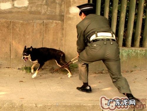 收养替代选购,给流浪动物一个温馨的家