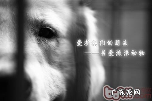 收养替代选购,给流浪动物一个温馨的家