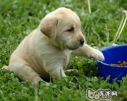 泡过的犬粮营养成分会外流吗