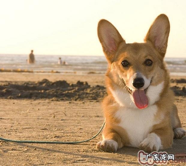 十条挑选“短腿”威尔士柯基的原因