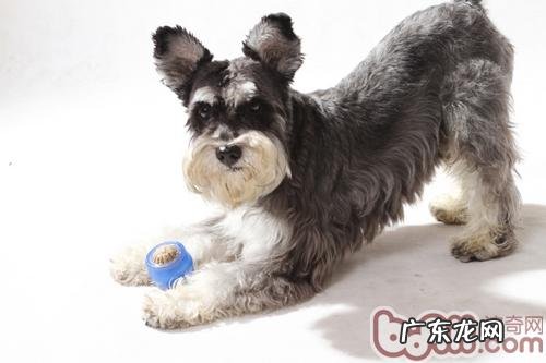 为小狗选择磨牙齿小玩具的常见问题