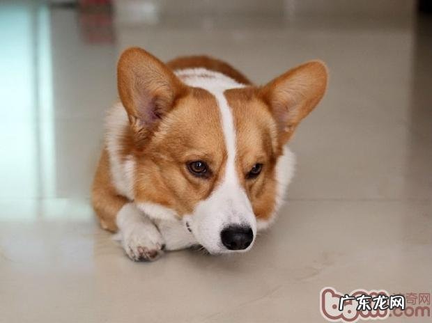 柯基犬的喂养关键点