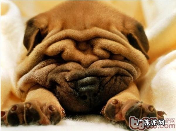 【检测】小狗记忆力测试大磨练