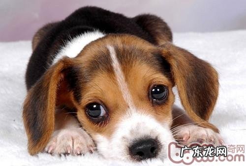 小狗泪流满面不仅的解决方法