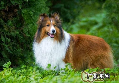 你为小狗选对木梳了没有