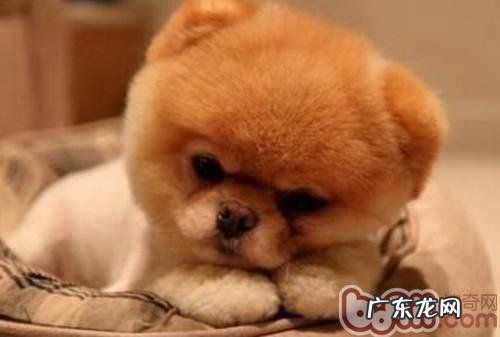 家中养犬应遵照的美容护肤時间