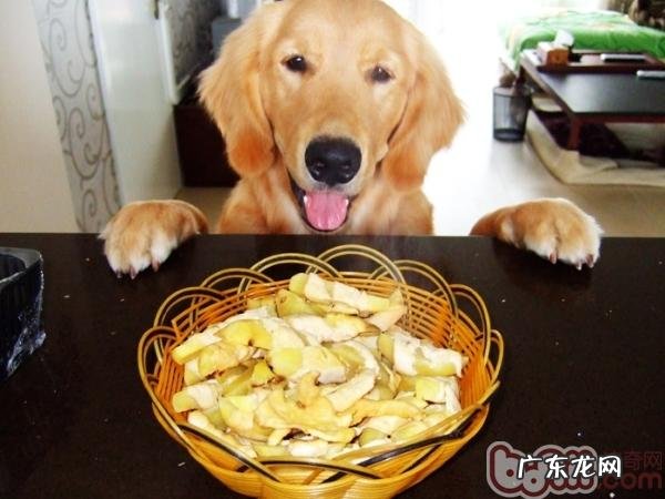 狗狗零食归类及选择攻略大全