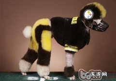 小狗染毛大于利