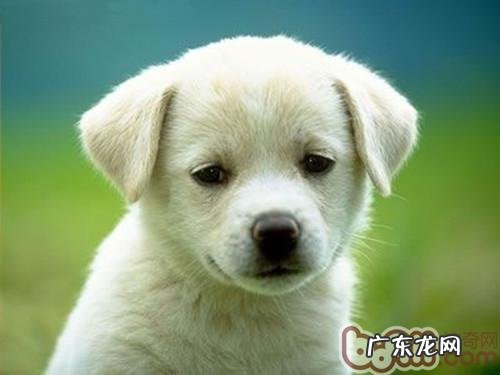 怎样帮小狗安度新年的爆竹声