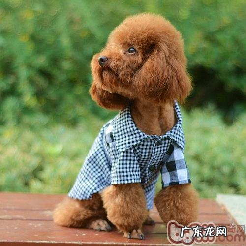 狗狗衣服该如何清洗