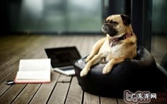 犬粮最好是不必忽然更改