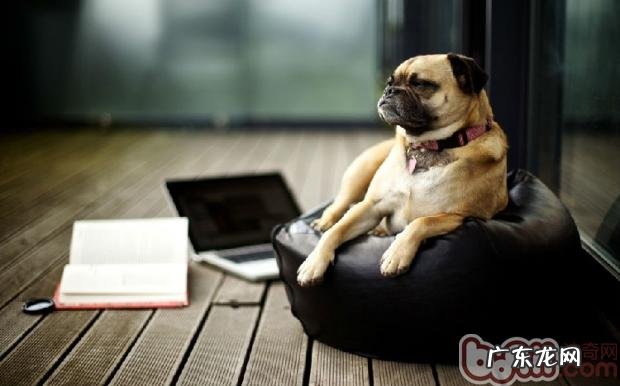 犬粮最好是不必忽然更改