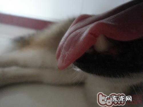 狗狗舌头什么样才身心健康