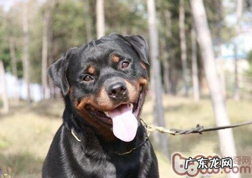 自然环境更改后该怎样保养小狗