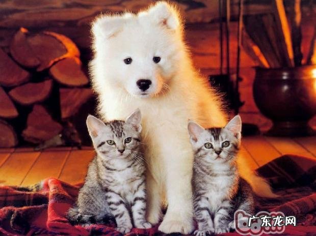 详细说明猫狗大战的几个缘故