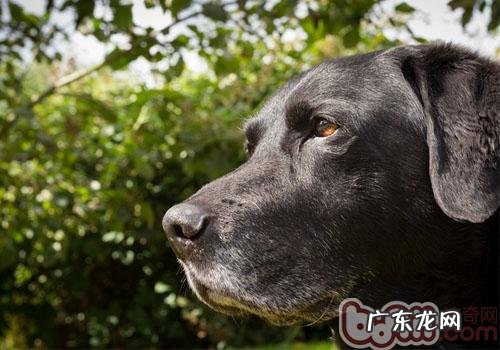 怎么让老年人小狗更幸福快乐