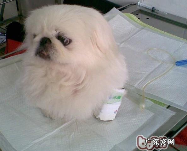 这些特色美食你的商品的不可以碰