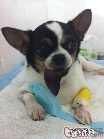 这些特色美食你的商品的不可以碰