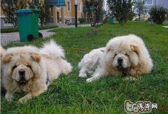 小狗中间是怎样沟通交流沟通交流的