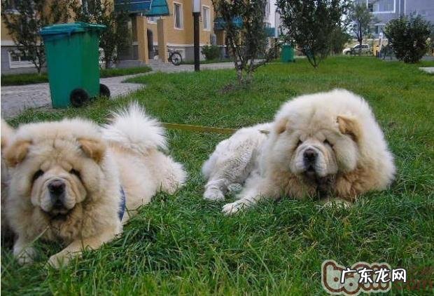 小狗中间是怎样沟通交流沟通交流的