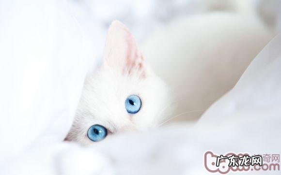 犬猫群养特别注意的2个关键点