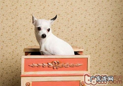 小狗恐高症不一定是错事