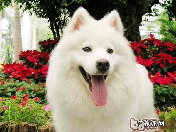 正确认识狗狗表情