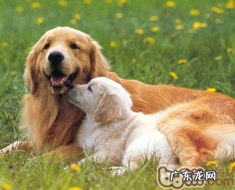 剖析小狗的思维方式