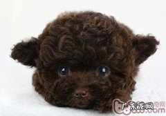 小狗还要按时做美甲