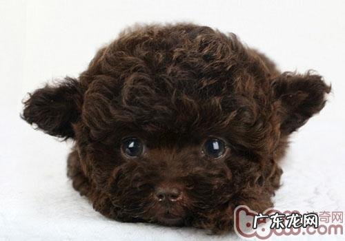 小狗还要按时做美甲