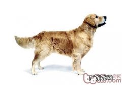 怎么让小狗也是有靓丽“头发”