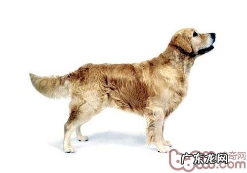 怎么让小狗也是有靓丽“头发”