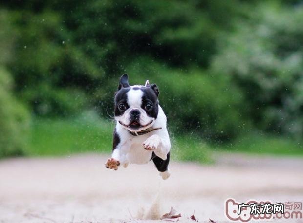 小狗从多少刚开始养最好是