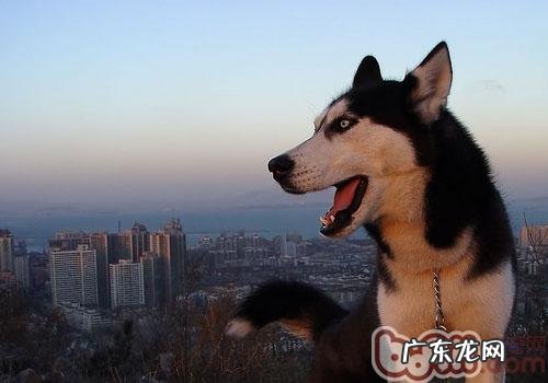 求知欲也会谋害狗