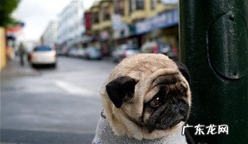 一眼看得出小狗抑郁了没