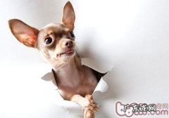 狗拿耗子并不是琐事