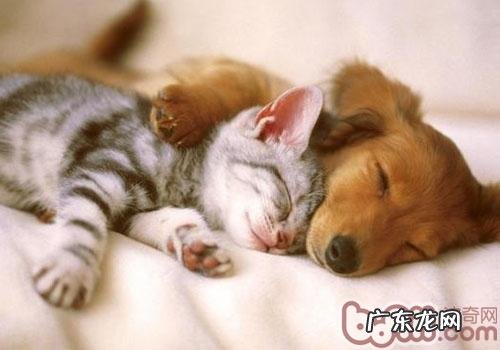 贾第鞭毛虫——犬猫反复性拉肚子的罪魁祸首