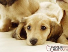 五个防范措施处理小狗不断大声喊叫的难点