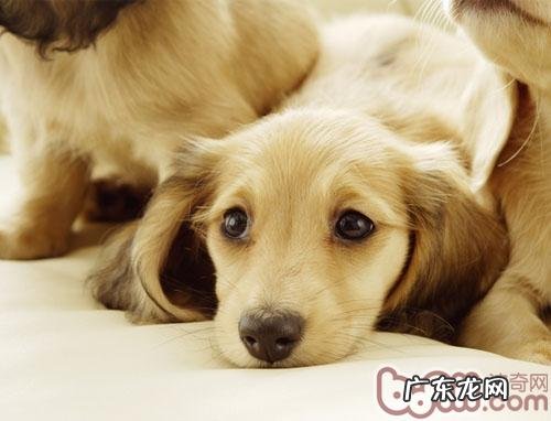 五个防范措施处理小狗不断大声喊叫的难点