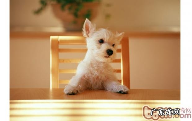 对幼狗而言的风险家居家具