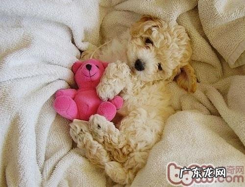 为小狗选小玩具也是有学问